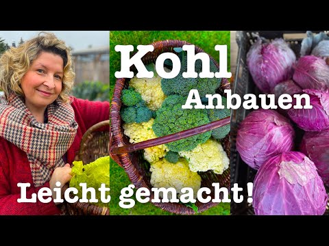 #79  🥦🥬Ganz einfach Kohl anbauen wie ein Profi 🧑‍🌾 🐛 Tipps und Tricks für gesunde  Pflanzen 🥦🥬