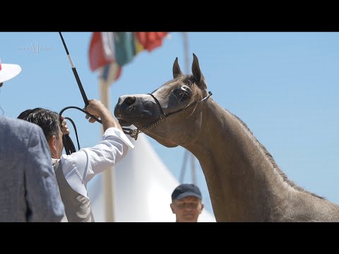 🌸 D NAJLAH 🌸 Yearling Fillies Championship Contender, 2022 MENTON