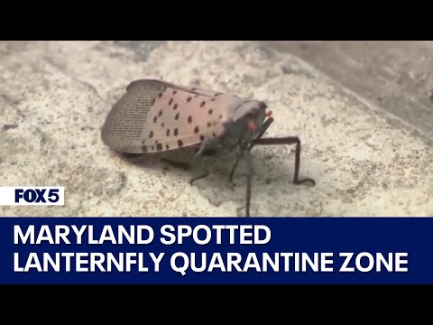 Spotted lanternfly quarantine zone in Maryland expands | FOX 5 DC