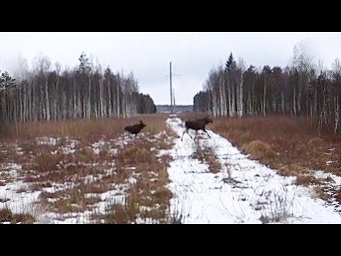 Охота #142 вышли лоси, кабаны
