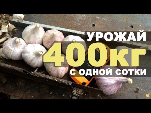 , title : 'Урожайность чеснока - 400 кг с одной сотки!'