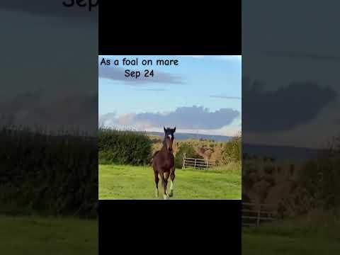 KEELAGHERS OCEAN DE SEMILLY - Lot No. 6 for Cavan Young Stock Sport Horse Sale 25th Sep 🇮🇪