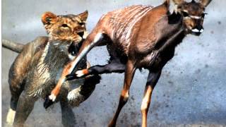 Jarren Benton Razor Blades & Steak Knives