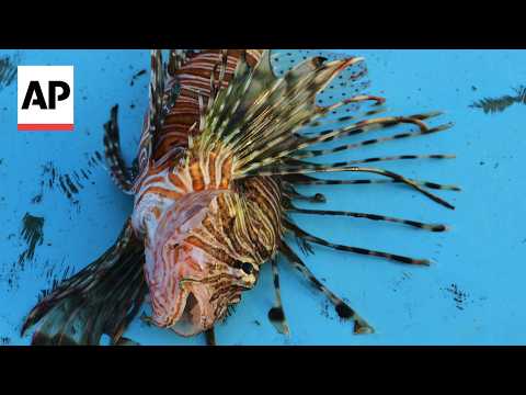 Video Thumbnail: Warming waters in the Mediterranean are drawing hundreds of invasive species