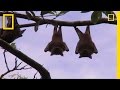 Extreme Eats: Bats | National Geographic