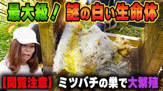 【閲覧注意】最大級の大きさの繭...！ミツバチの巣で大繁殖した謎の白い生命体。