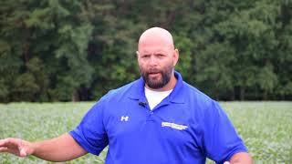 Scout for brown marmorated stink bugs in soybeans