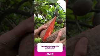¿Saben cómo se llama esta fruta? 😋 | Jelou