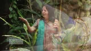 Les huiles essentielles et l'émotionnel!