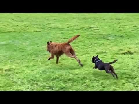 Toby my labradoodle and his best mate Rosco enjoying my flooded field