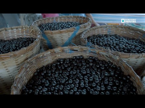 Selo “Açaí Pai D’égua”. Estabelecimentos que trabalham com a comercialização de açaí no município.