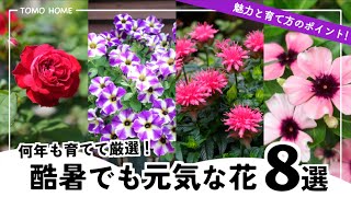 【今年の殿堂入り】育ててみて暑さに強かった花・新品種の耐暑性【一年草/宿根草】