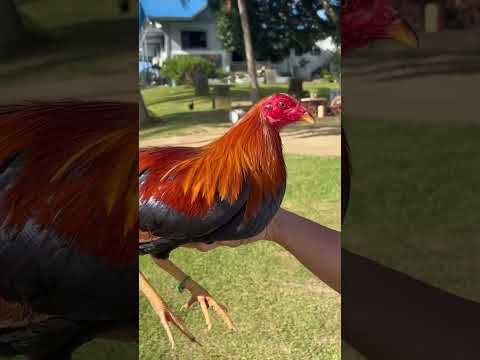 Suplado makatingin #bossnolivlog #backyardbreeder #elcoprincessGF #nicole28