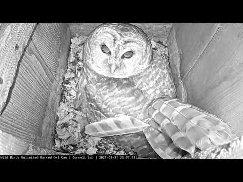 Overnight Frog Delivery | WBU Barred Owl Cam – March 31, 2021