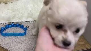 ハーフ犬の動画01