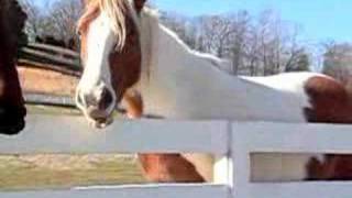 Talking Horses Video