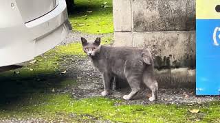駐車場の可愛いにゃんこ。#猫動画 