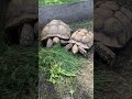 Dinner eat up ! #sulcatatortoise #sulcata #tortoise #swetlandtortoises - Swetland Tortoises Dinner eat up ! #sulcatatortoise #sulcata #tortoise #swetlandtortoises