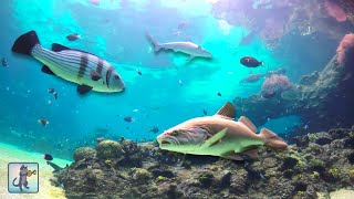 Super Relaxing Aquarium! 🐠 Beautiful Coral Reef Fish & Aquarium Sleep Music for Stress Relief