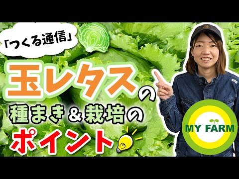 子羊のレタスの収穫: 正しいやり方は?