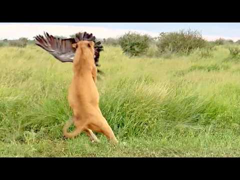 Lion Makes Epic Jump to Catch Vulture