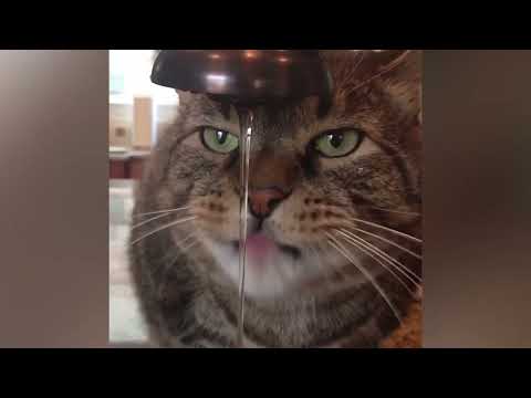 Funny animals Videos : Cats when Playing Water will Make You Laugh | Funniest Cat Videos