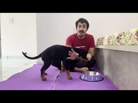 HOW TO TRAIN YOUR PUPPY For food discipline | 3 MONTHS OLD ROTTWEILER TRAINING | DOG TRAINING