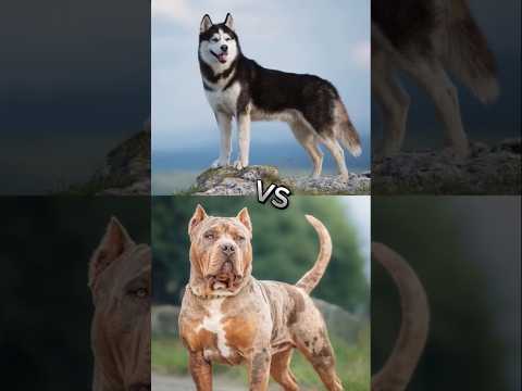 Husky vs Pitbull #viralvideo #ytshorts #shortfeed