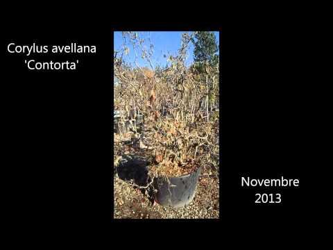 Corylus avellana 'Contorta'