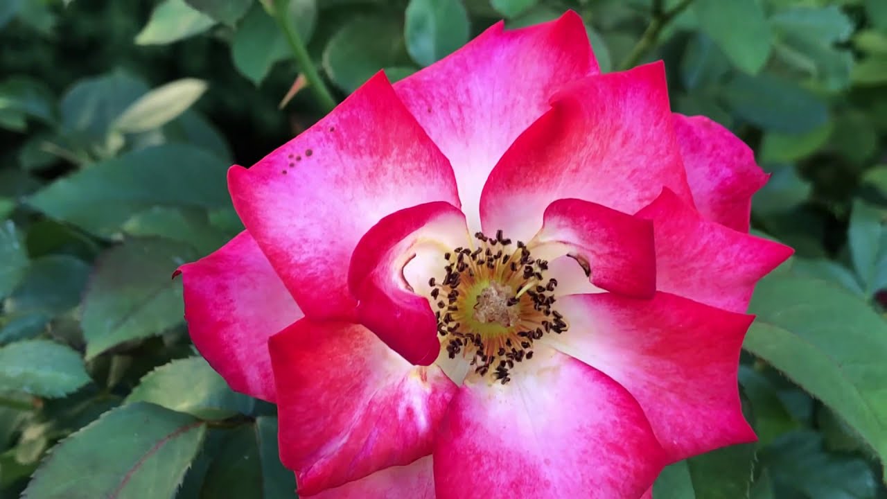 Roses - Betty Boop Rose