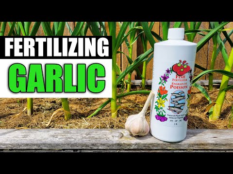 Fertilizing Your Garlic - Garden Quickie Episode 66