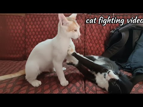 cat fighting video।। new video 2025।।