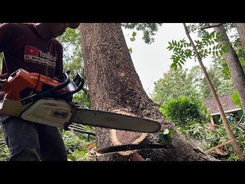 Thrilling moments... Felling rotten tree, Husqvarna 395xp & Stihl ms660.