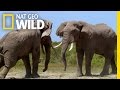 Waring Elephants Deadly Instincts