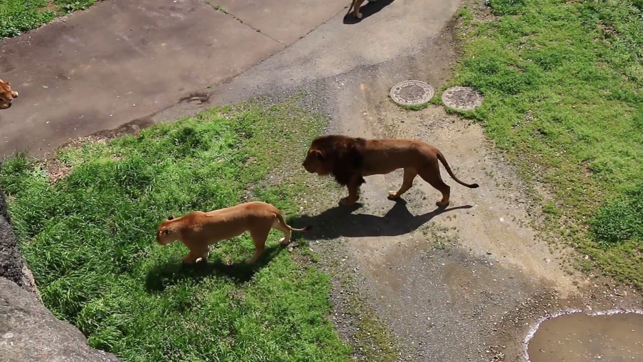 オスが怖くてみんな逃げてしまった。