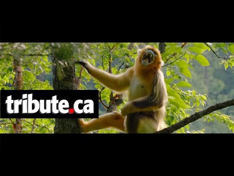 Born in China - Movie Clip: "Monkeying Around"