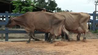 Vídeo 114 - 1ª ETAPA MEGA LIQUIDAÇÃO TOTAL AGROPECUÁRIA MARAJOARA - DIA 4 | GADO GIROLANDO E HOLANDÊS