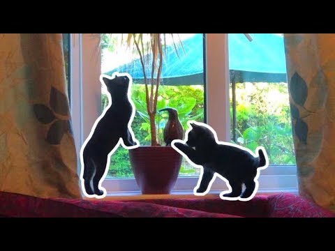 Getting To Know The Kittens