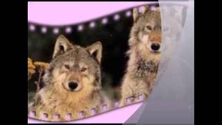 ME &  MY GIRL Dance partners