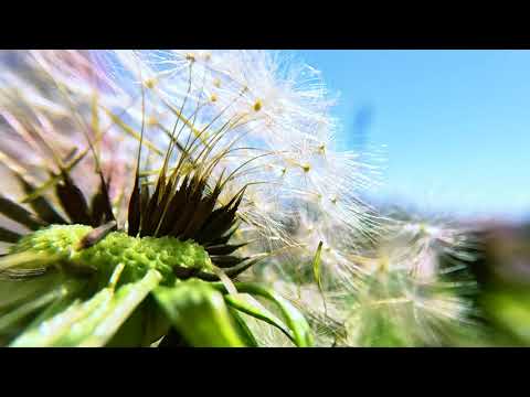 A Spring Macro Montage