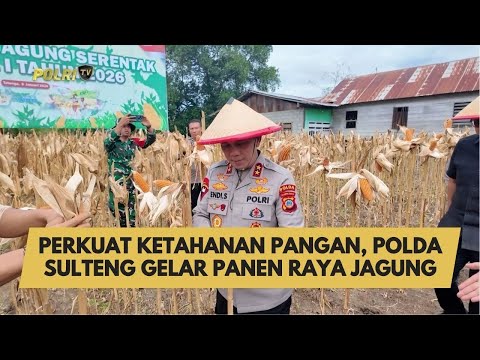 PERKUAT KETAHANAN PANGAN, POLDA SULTENG GELAR PANEN RAYA JAGUNG