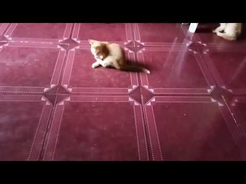 Cats playing foot ball v.