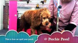 preview picture of video 'PoochiePaws'