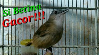 Download lagu Suara PELANDUK SEMAK BETINA Gacor!!! mp3