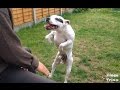 Tanssiva koira