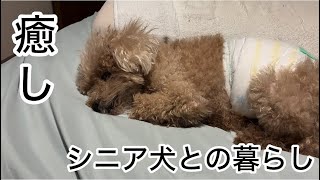 中年共働き夫婦・・・シニア犬との癒しの暮らし　トイプードル／パート主婦