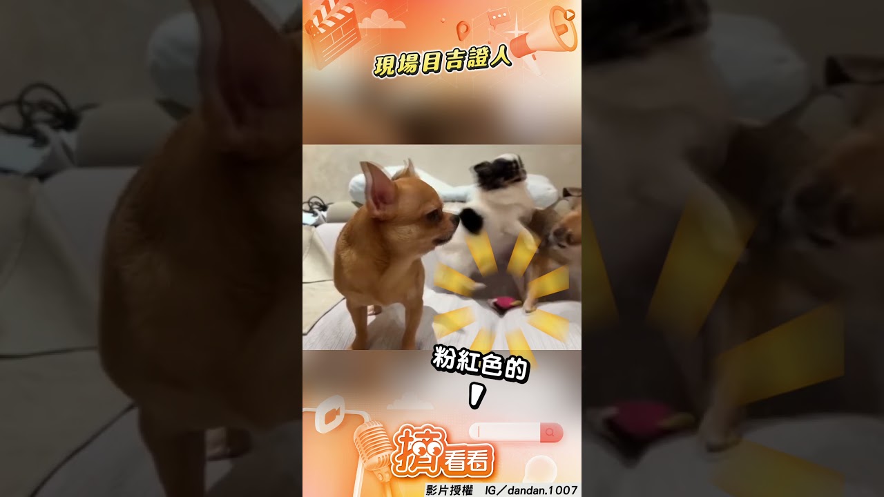 影音／汪汪隊內鬨「大亂鬥」！　搖滾區「目吉證人」超鎮定