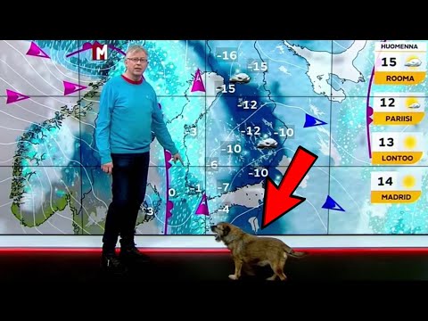 Pekka Poudan koira tunkeutuu uutislähetykseen