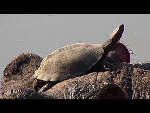 Djuma: Hippo comes to the pan for the afternoon - 12:00 - 08/08/19