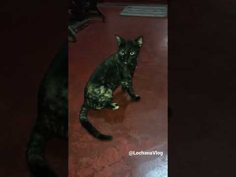 Black Tiger Cat 🐈‍⬛ 😁😆